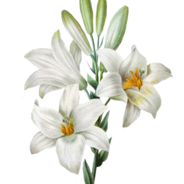 Символ чистоты и невинности – белая лилия